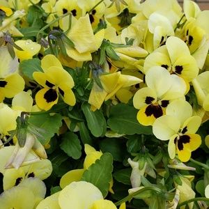 Meet your Posher, Martha